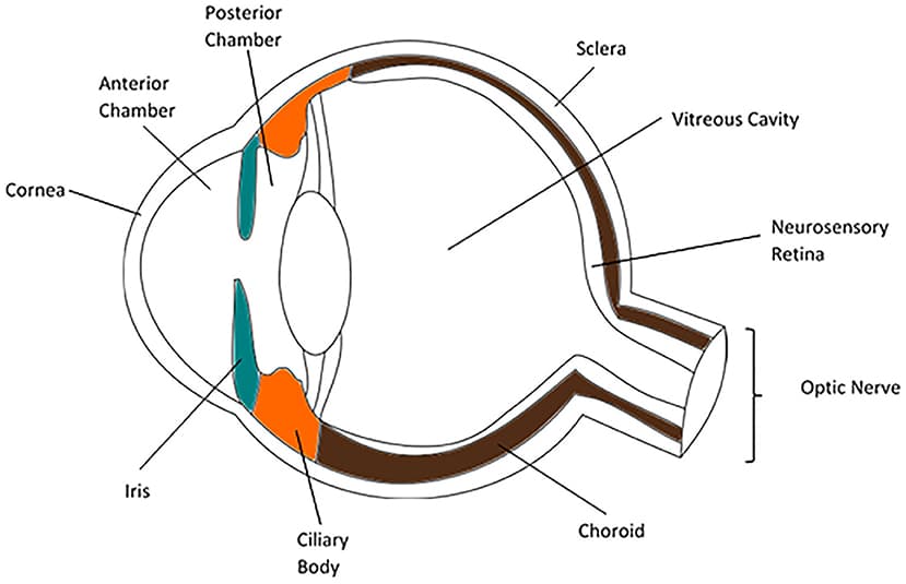 Diagram of the uvea (iris, ciliary body, choroid)